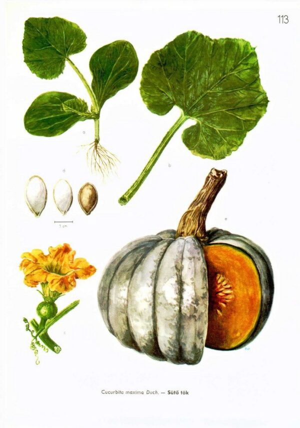 Calabaza
