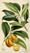 Kumquat: imagen 3