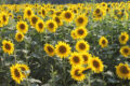 Girasol: imagen 3