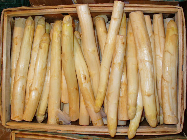 Espárrago