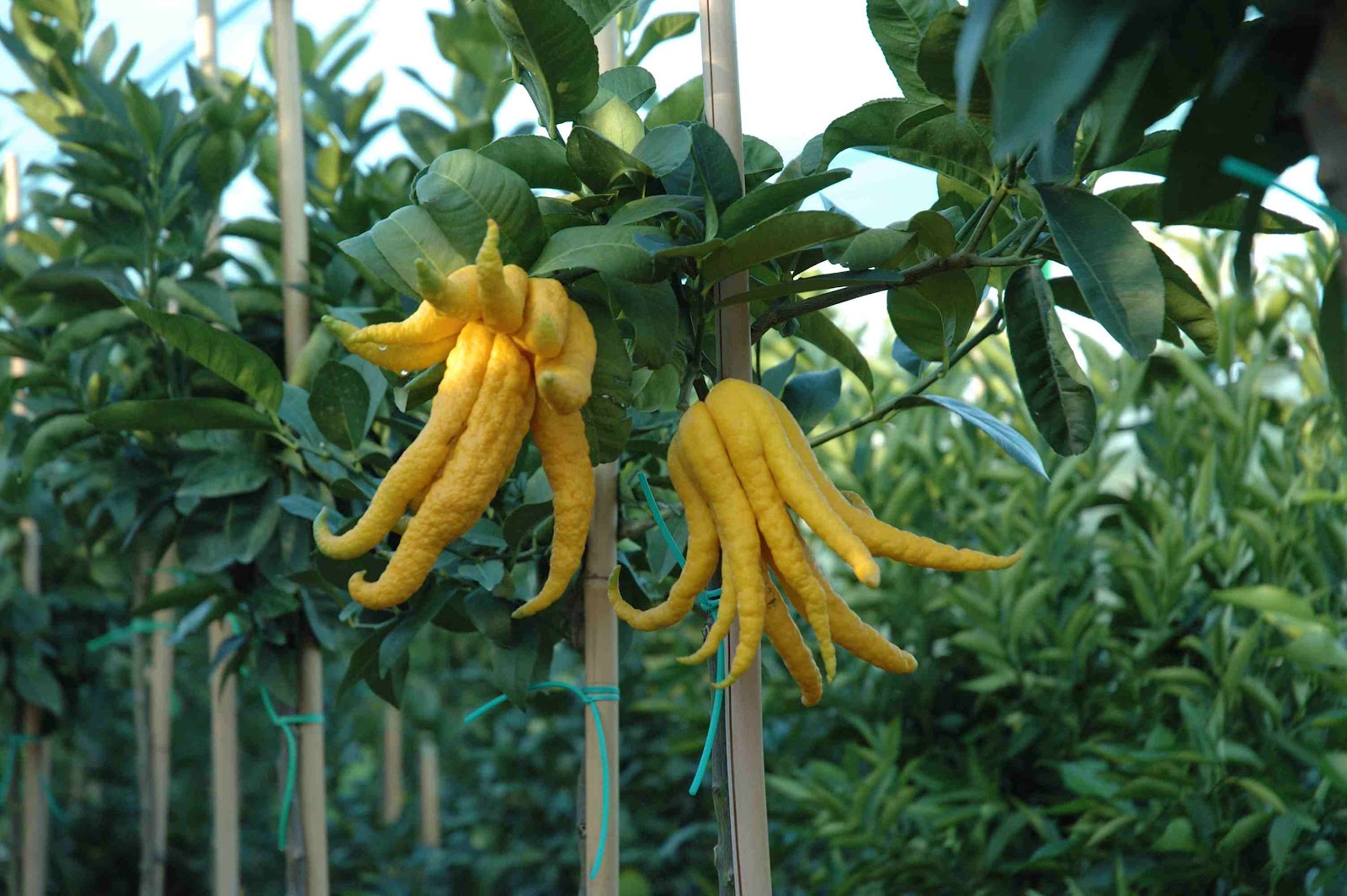 Mano de Buda: imagen 3