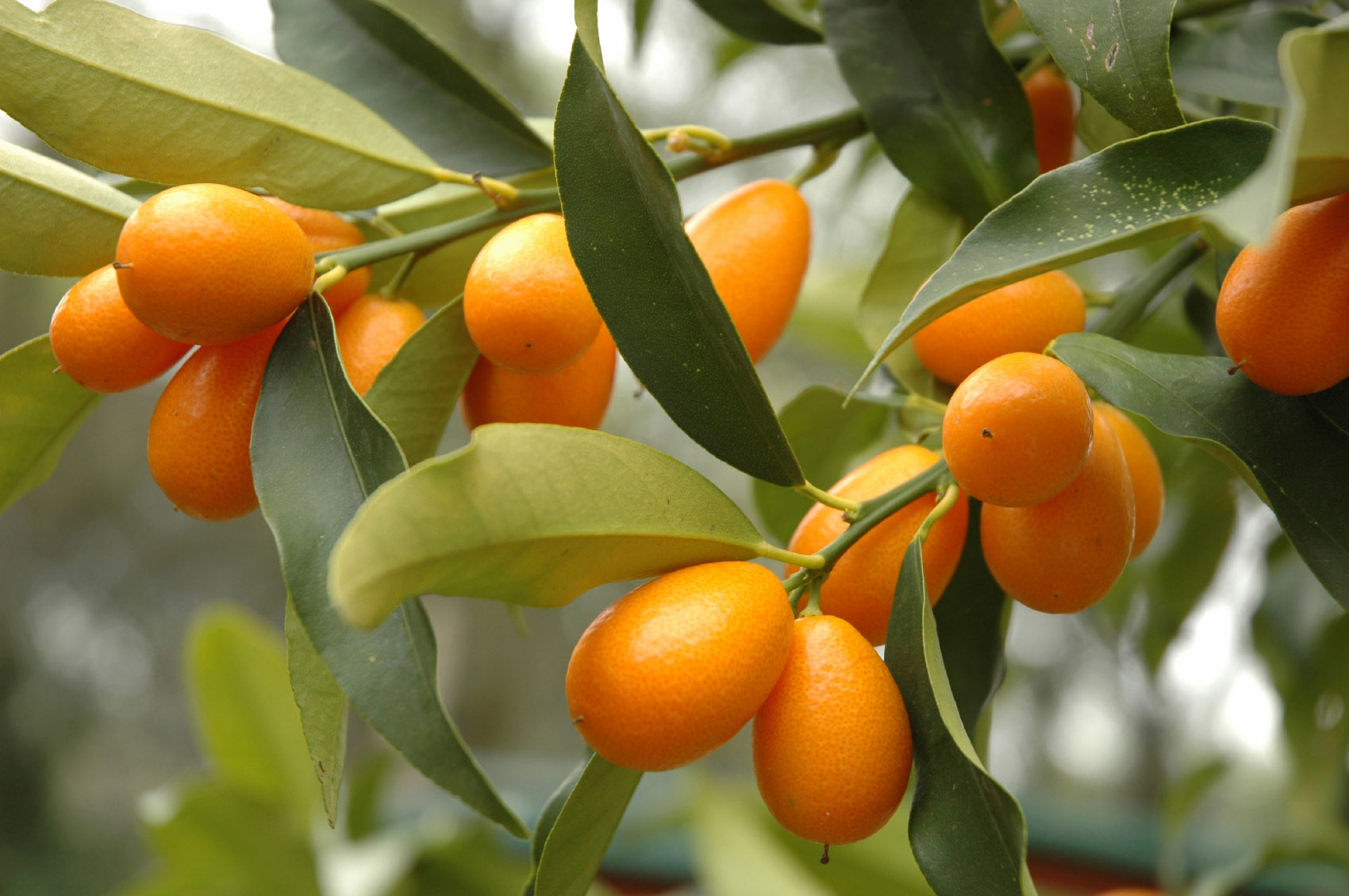 Kumquat: imagen 2