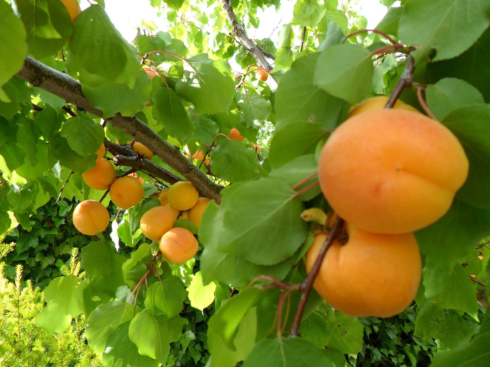 Albaricoque: imagen 3