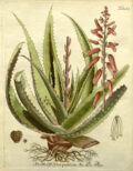 Aloe vera: imagen 3