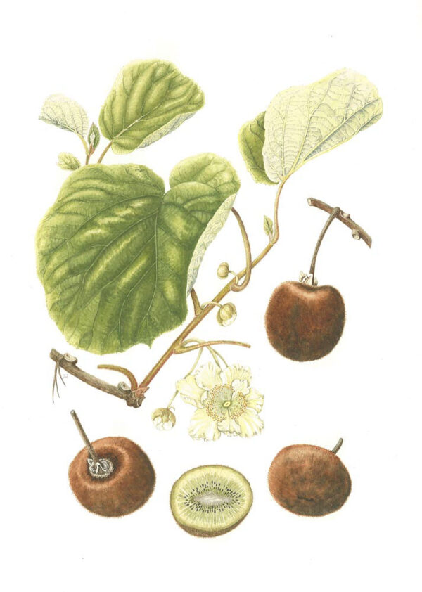 Kiwi