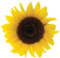 Girasol: imagen 2