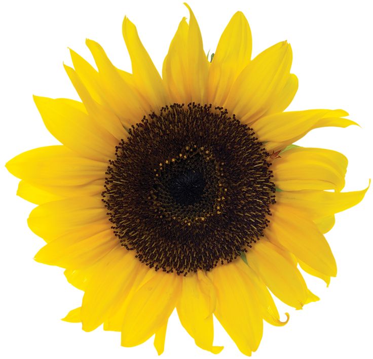 Girasol: imagen 2
