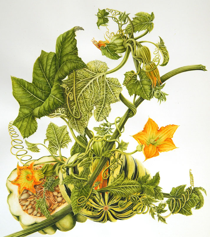 Calabacín: imagen 5