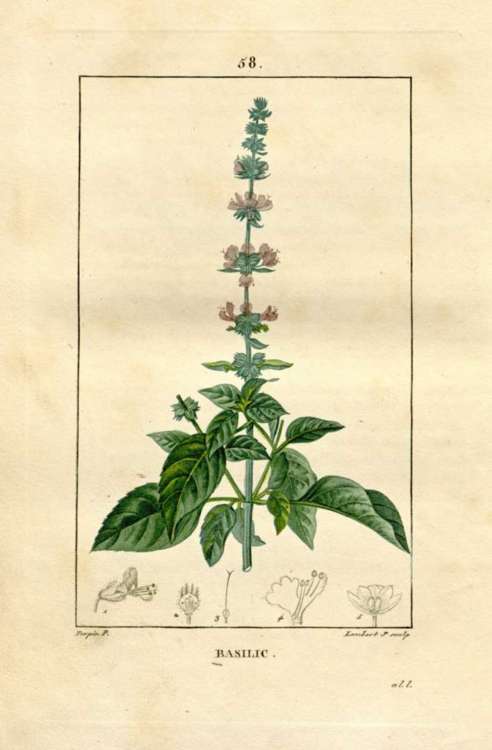 Albahaca