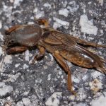 Alacrán cebollero o Grillotopo