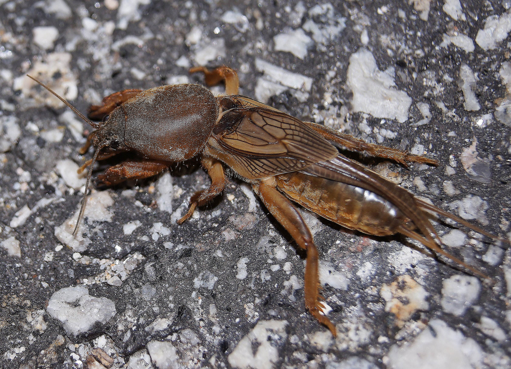 Alacrán cebollero o Grillotopo