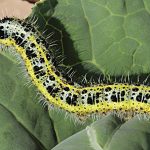 Orugas de las coles
