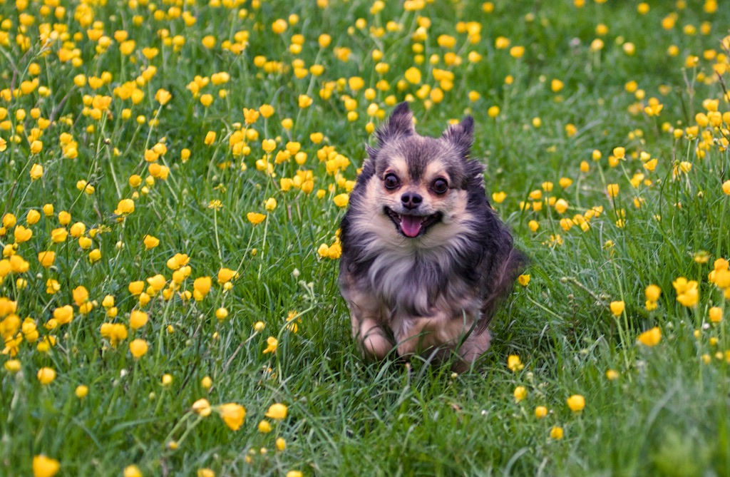 Plantas tóxicas para nuestras mascotas