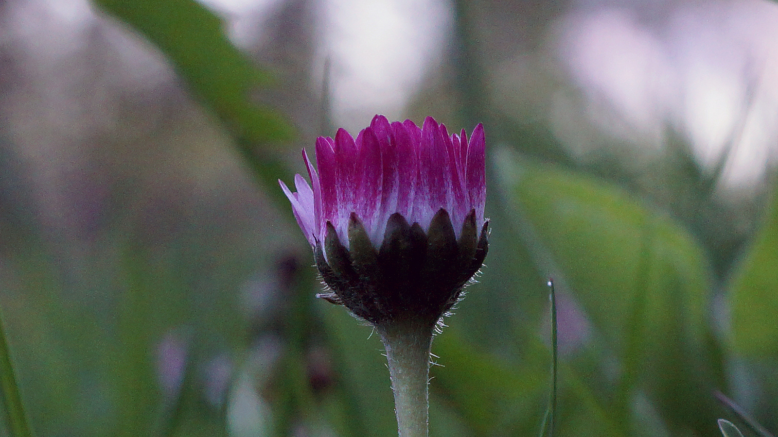 Plantas medicinales: la alternativa más saludable