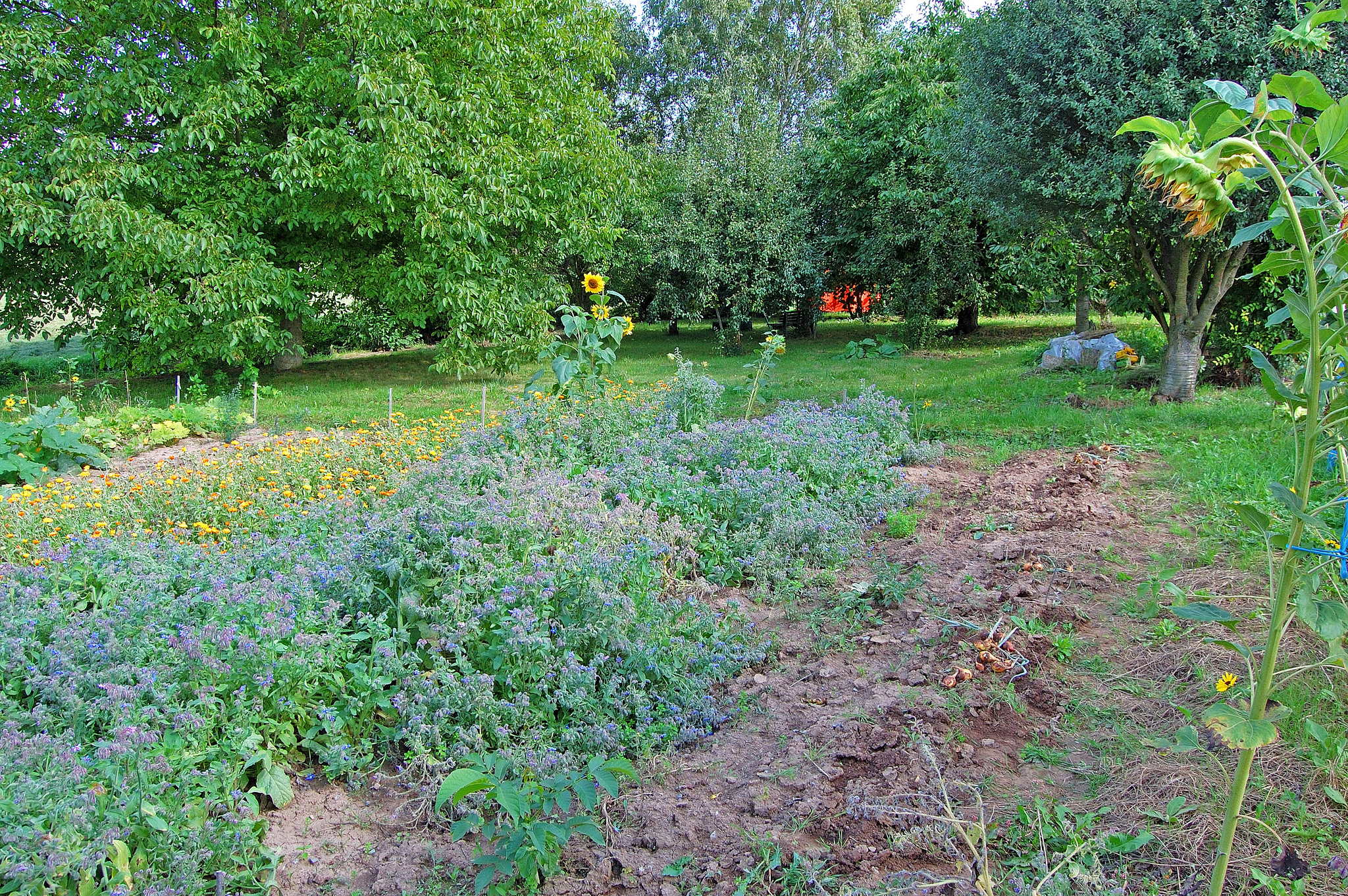 Parcelas de huerto en septiembre