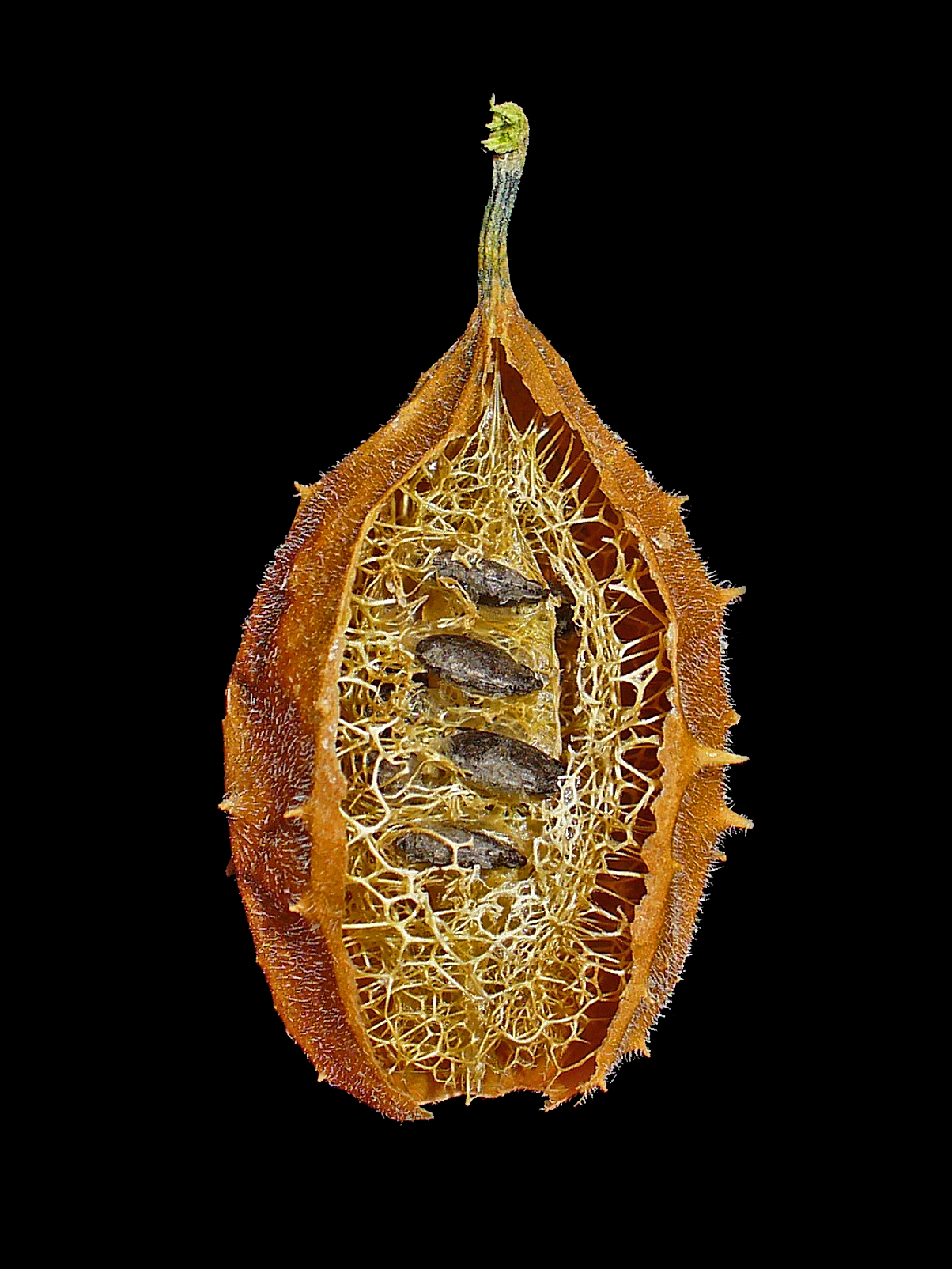 Razones para no usar esponjas vegetales