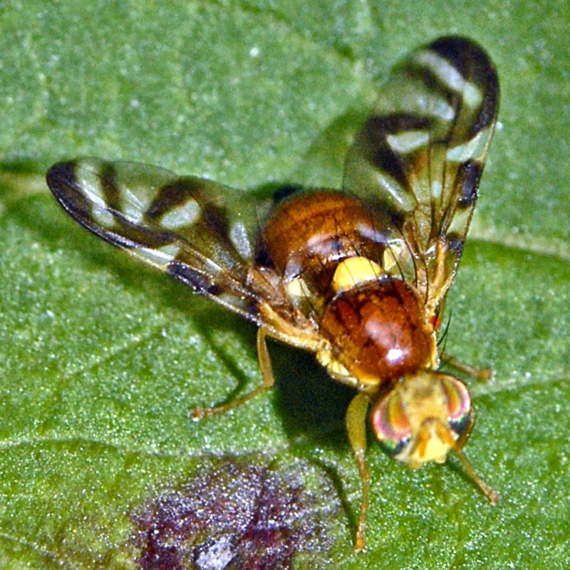 Mosca del apio