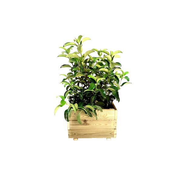 Jardinera cuadrada Pun