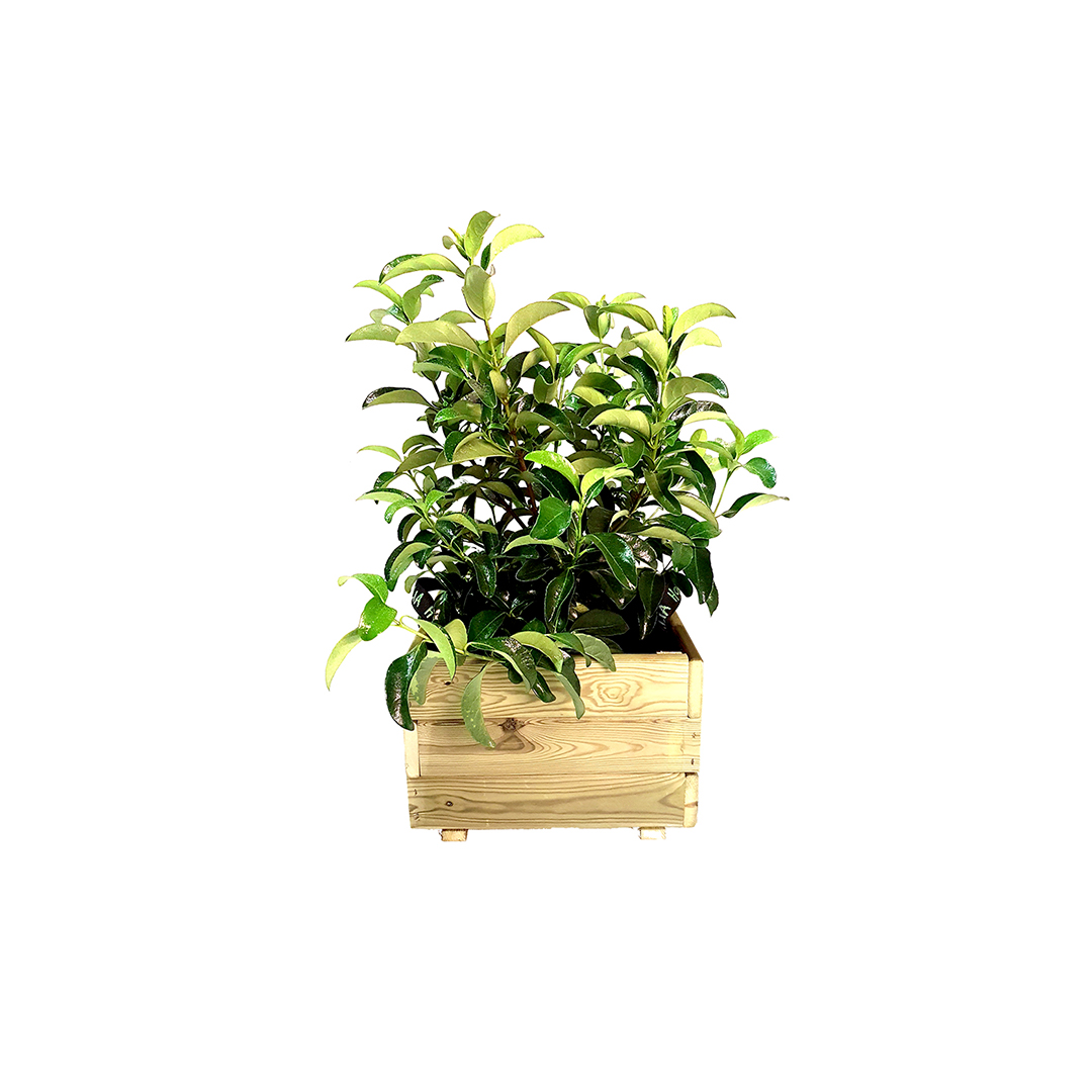 Jardinera cuadrada Pun: imagen 23